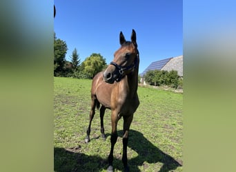 Trakehner, Hengst, 1 Jaar, 160 cm, Schimmel