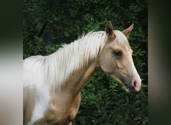 Trakehner, Hengst, 1 Jaar, 162 cm, Gevlekt-paard