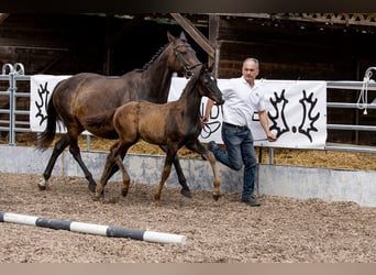 Trakehner, Hengst, 1 Jaar, 165 cm, Donkerbruin