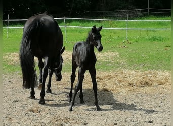 Trakehner, Hengst, 1 Jaar, 166 cm, Zwartbruin