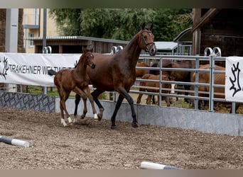 Trakehner, Hengst, 1 Jaar, 168 cm, Brauner