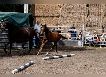 Trakehner, Hengst, 1 Jaar, 168 cm, Bruin