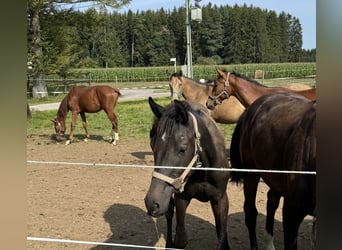 Trakehner, Hengst, 1 Jaar, 168 cm, kan schimmel zijn