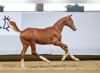 Trakehner, Hengst, 1 Jaar, 168 cm, Vos