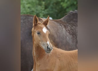 Trakehner, Hengst, 1 Jaar, 168 cm, Vos