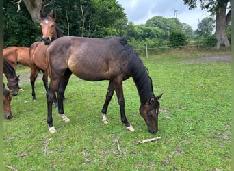 Trakehner, Hengst, 1 Jaar, 168 cm, Zwartbruin