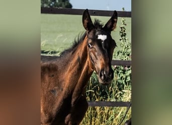 Trakehner, Hengst, 1 Jaar, 168 cm, Zwartbruin