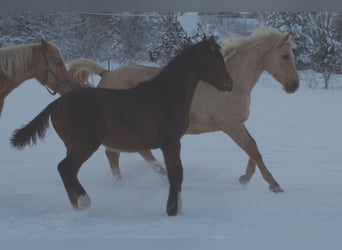 Trakehner, Hengst, 1 Jaar, 170 cm, Donkerbruin