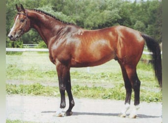 Trakehner, Hengst, 1 Jaar, 170 cm, Donkerbruin