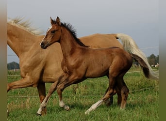 Trakehner, Hengst, 1 Jaar, 170 cm, Donkerbruin