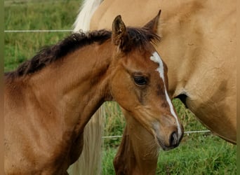 Trakehner, Hengst, 1 Jaar, 170 cm, Donkerbruin