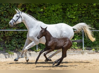 Trakehner, Hengst, 1 Jaar, 170 cm, kan schimmel zijn