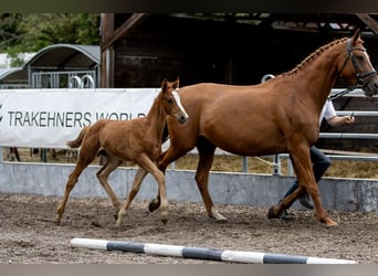 Trakehner, Hengst, 1 Jaar, 170 cm, Vos