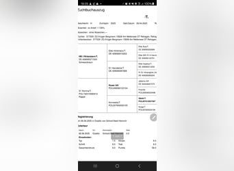 Trakehner, Hengst, 1 Jaar, 170 cm, Zwart