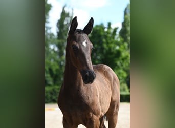 Trakehner, Hengst, 1 Jaar, 170 cm, Zwartbruin