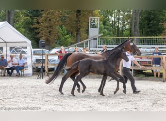 Trakehner, Hengst, 1 Jaar, 170 cm, Zwartbruin