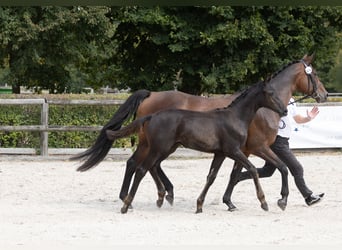 Trakehner, Hengst, 1 Jaar, 170 cm, Zwartbruin