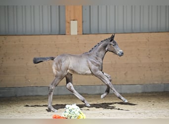 Trakehner, Hengst, 1 Jaar, 170 cm, Zwartbruin