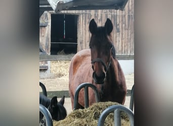 Trakehner, Hengst, 1 Jaar, 172 cm, Bruin