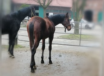 Trakehner, Hengst, 1 Jaar, 172 cm, Bruin