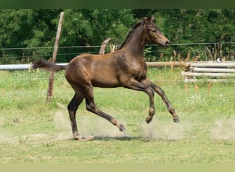 Trakehner, Hengst, 1 Jaar, Bruin