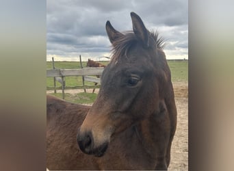 Trakehner, Hengst, 1 Jaar, Bruin
