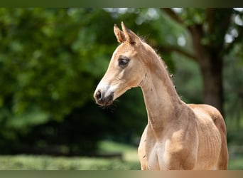 Trakehner, Hengst, 1 Jaar, Bruin