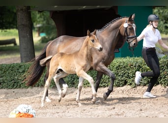 Trakehner, Hengst, 1 Jaar, Bruin
