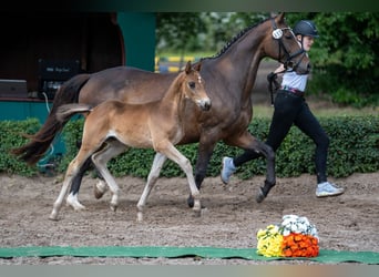 Trakehner, Hengst, 1 Jaar, Bruin