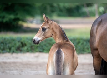 Trakehner, Hengst, 1 Jaar, Bruin