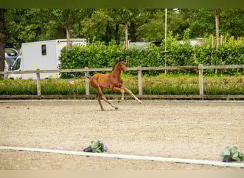 Trakehner, Hengst, 1 Jaar, Bruin