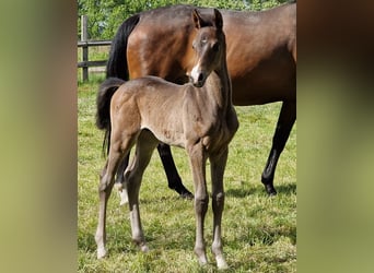 Trakehner, Hengst, 1 Jaar, Donkerbruin