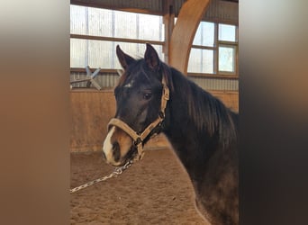 Trakehner, Hengst, 1 Jaar, Donkerbruin