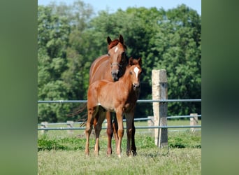 Trakehner, Hengst, 1 Jaar, Donkere-vos