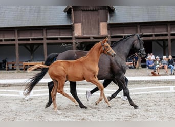 Trakehner, Hengst, 1 Jaar, Donkere-vos