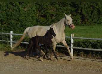 Trakehner, Hengst, 1 Jaar