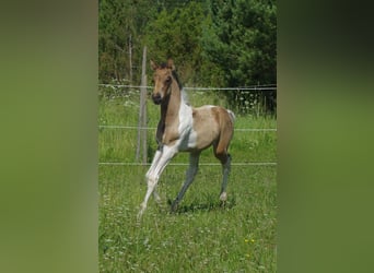 Trakehner, Hengst, 1 Jaar, Falbe