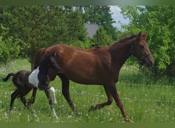 Trakehner, Hengst, 1 Jaar, Gevlekt-paard