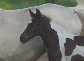 Trakehner, Hengst, 1 Jaar, Gevlekt-paard