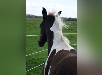 Trakehner, Hengst, 1 Jaar, Gevlekt-paard