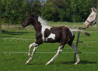 Trakehner, Hengst, 1 Jaar, Gevlekt-paard