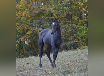 Trakehner, Hengst, 1 Jaar, Schimmel