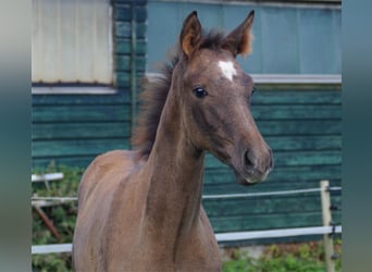 Trakehner, Hengst, 1 Jaar, Schimmel