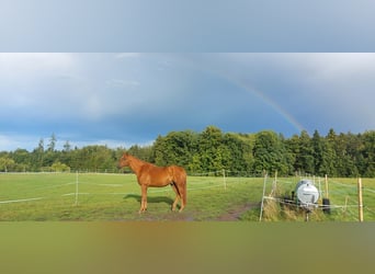 Trakehner, Hengst, 1 Jaar