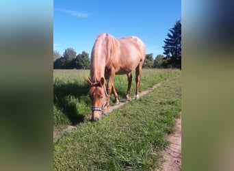 Trakehner, Hengst, 1 Jaar