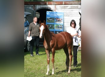 Trakehner, Hengst, 1 Jaar, Vos