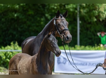Trakehner, Hengst, 1 Jaar, Zwart