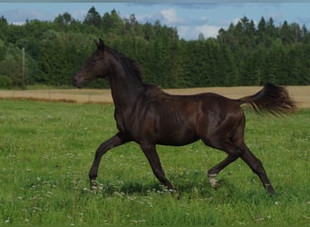 Trakehner, Hengst, 1 Jaar, Zwart