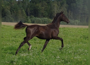 Trakehner, Hengst, 1 Jaar, Zwart