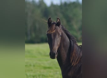 Trakehner, Hengst, 1 Jaar, Zwart